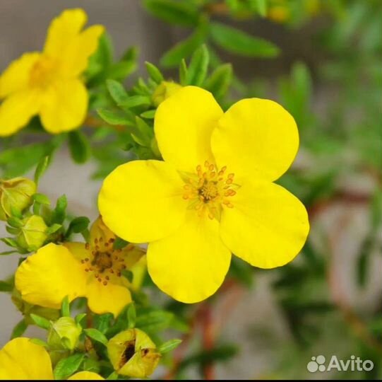 Лапчатка желтая(курильский чай)