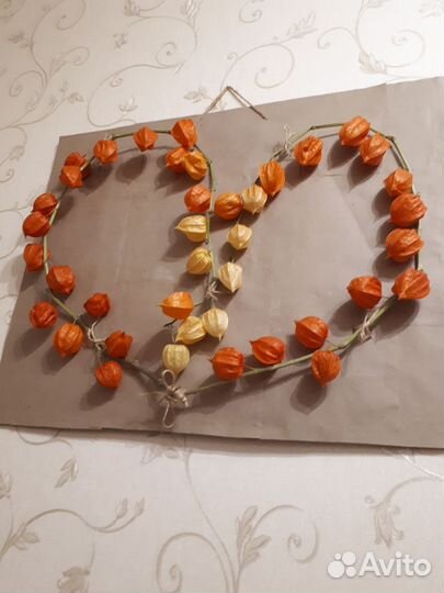 Физалис декоративный. Сердечко. Сухоцвет