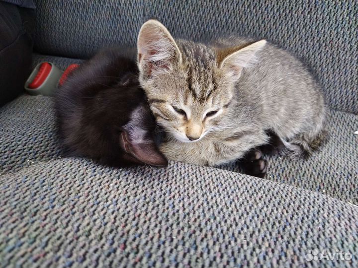 Кошки бесплатно