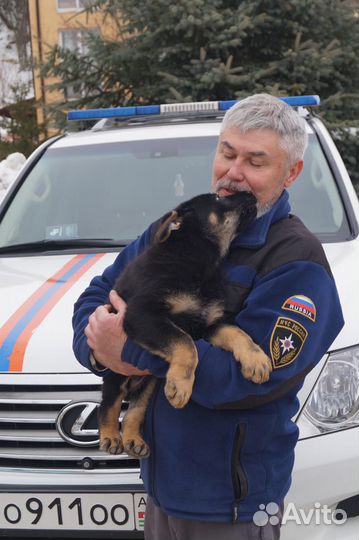 Крутые щенки восточноевропейской овчарки