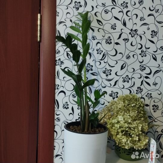 Замиокулькас