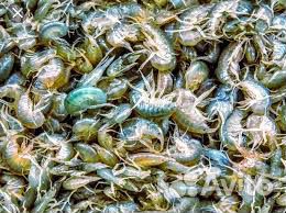 Рыболовные насадки