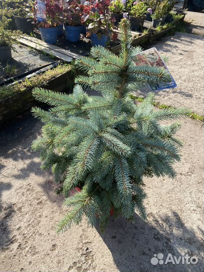 Ель голубая super блю