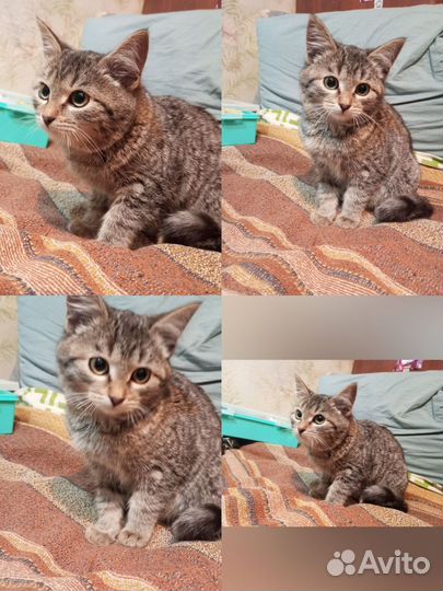 Котики бесплатно