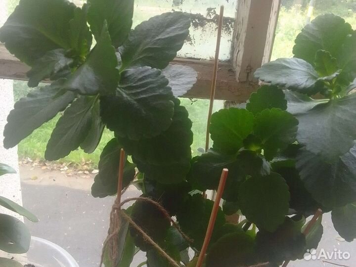 Комнатные цветы