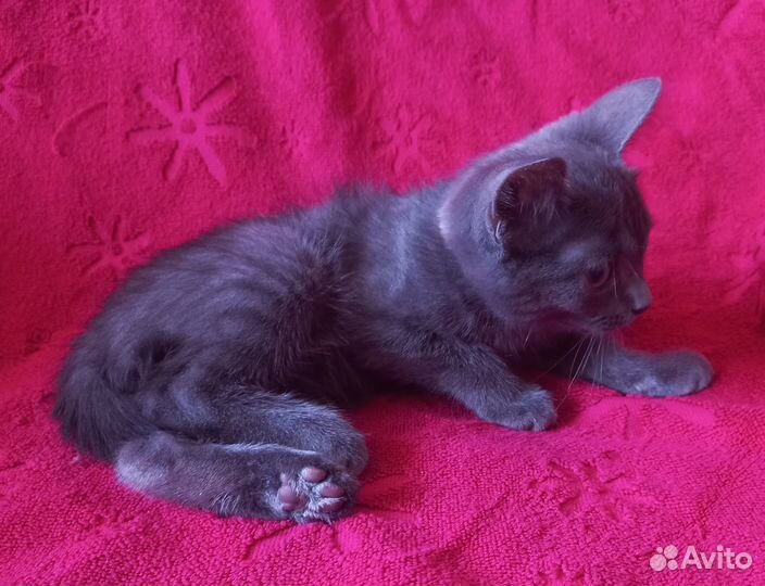 Котенок девочка