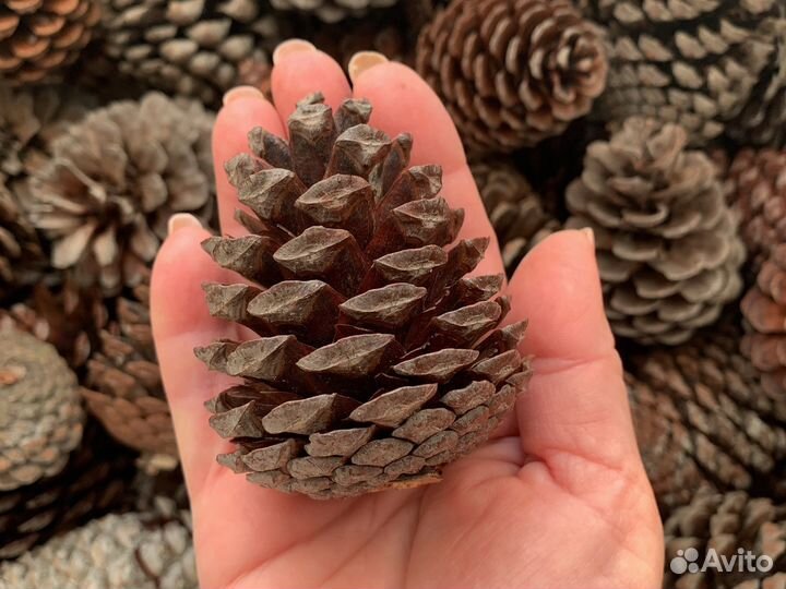Продам сосновую шишку