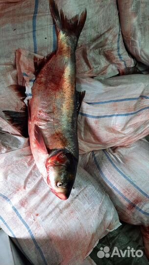 Свежая рыба оптом