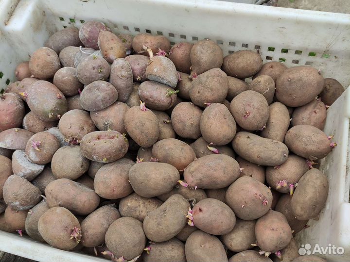 Семенной картофель