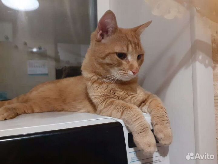 Фокс