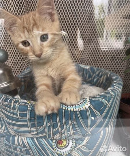 Рыжий котенок в добрые руки