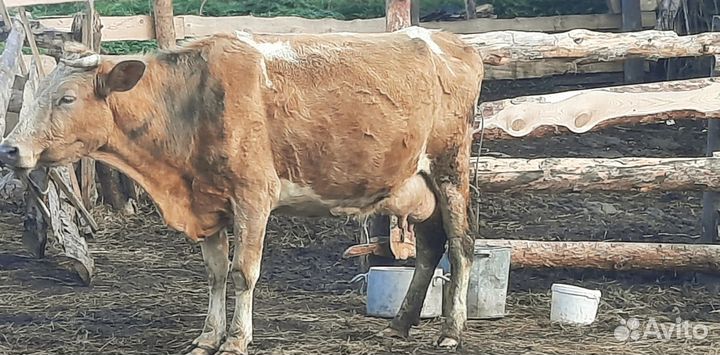 Продам корову