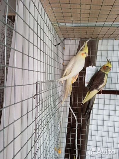 Птенцы попугая Корелла