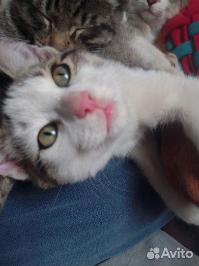 Котята тигрята