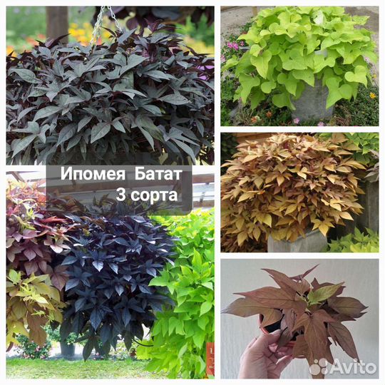 Редкие,необычные растения И съедобная микрозелень