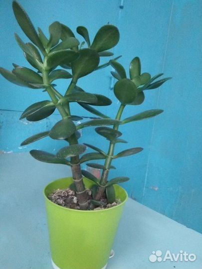 Денежное дерево