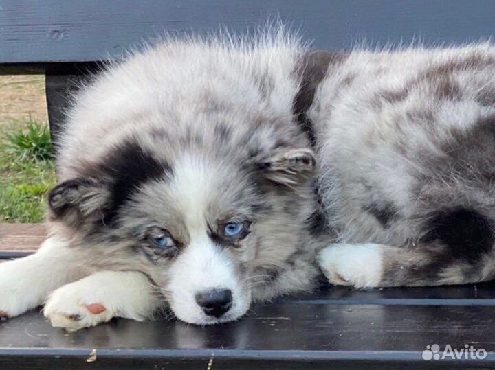 Щенки помски 