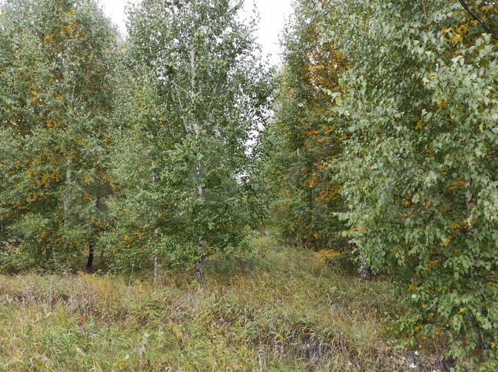Участок 15 сот. (СНТ, ДНП)