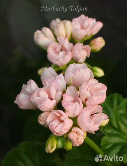 Тюльпановидная Marbacka tulpan Пеларгонии сортовые