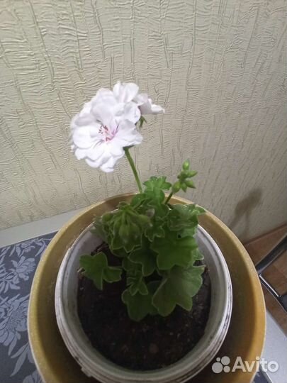 Пеларгония Pak Ice Rose