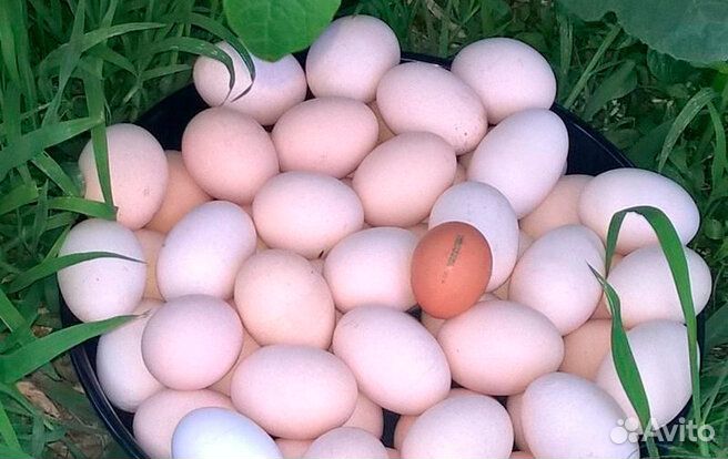 Куры кросс коралл