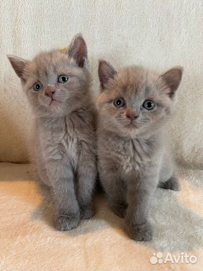 Шотландские котята