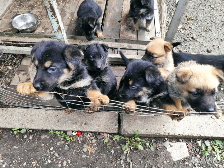 Щенки немецкой овчарки