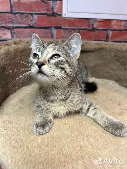 Котенок девочка Соня 2,5 мес ищет дом