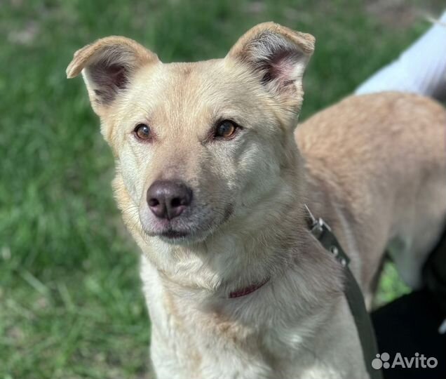 Собака Виски ищет дом