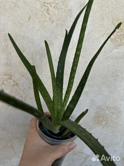 Хлорофитум, фикус, алоэ