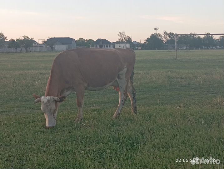 Коровы дойные молочные