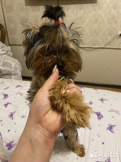 Йоркширский терьер девочка