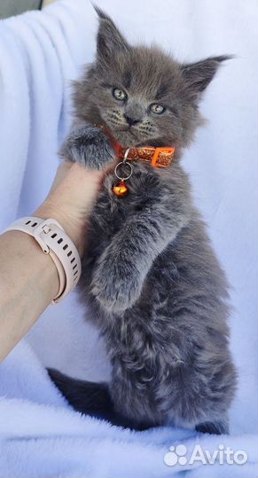 Голубой солид Мейн куны