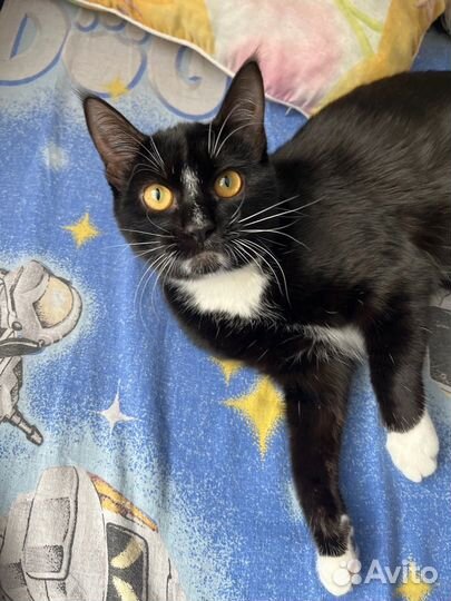 Черная кошка