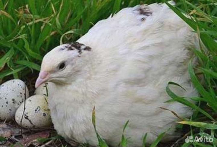 Инкубационное яйцо перепелов