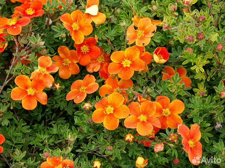 Лапчатка кустарниковая