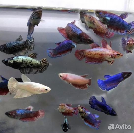 Рыбки петушки