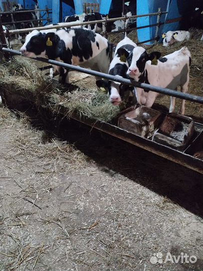 Бычки и телята от