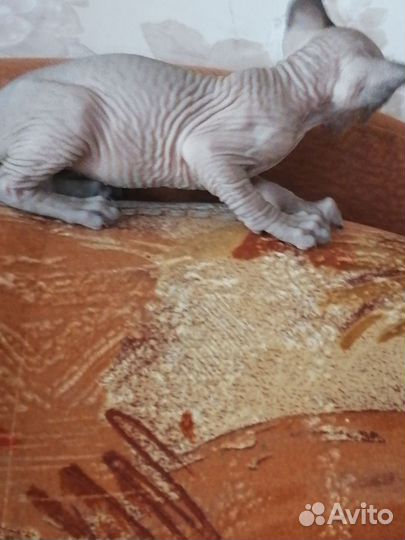 Канадский сфинкс