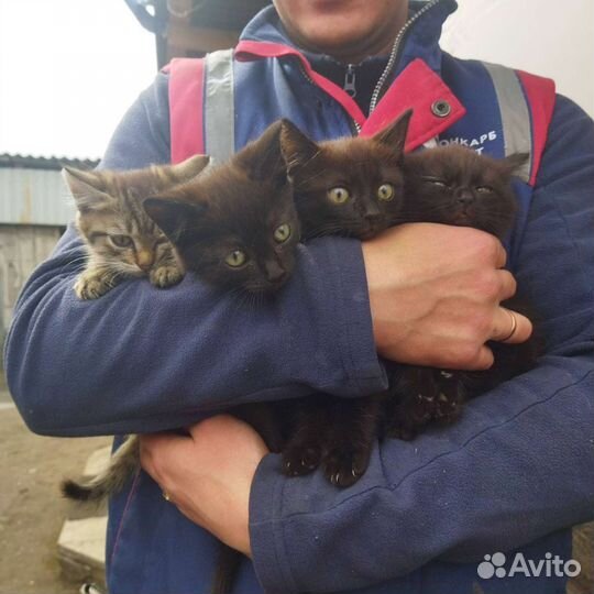 Кошка в дар бесплатно