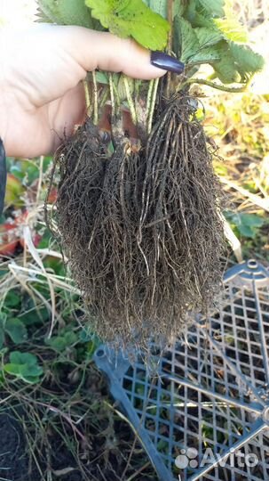 Рассада клубники премиум