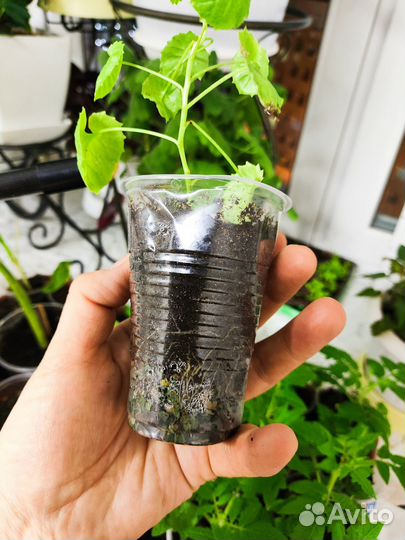 Кампанелла