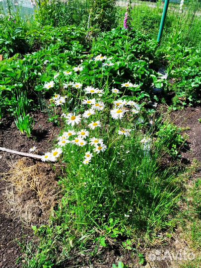 Цветы для дачи бесплатно