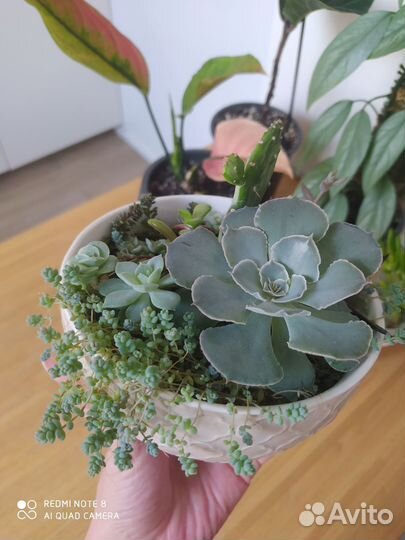 Комнатные растения