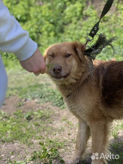 Стерилизованная собака