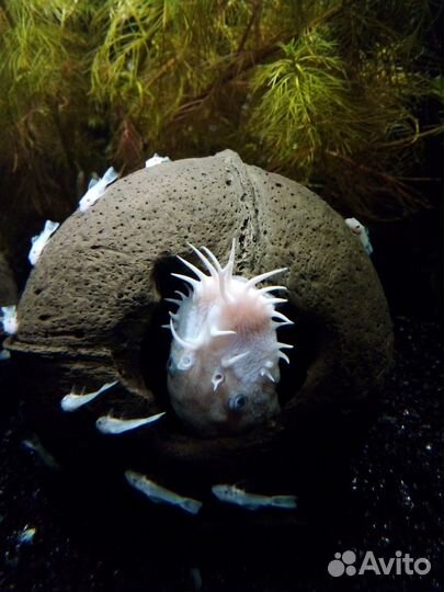 Анциструс L144 - Snow White и Snow White Long fin