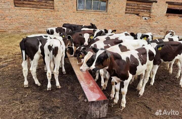 Телята бычки