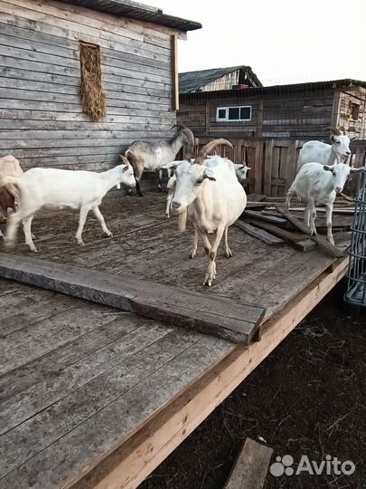 Коза дойная