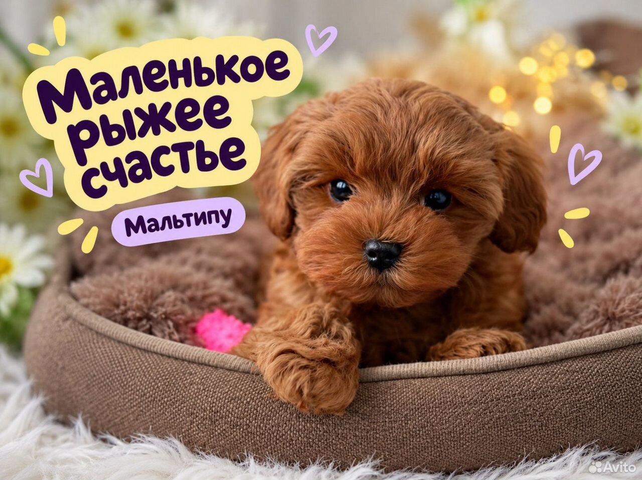 Мальтипу, щенок, Мытищи
