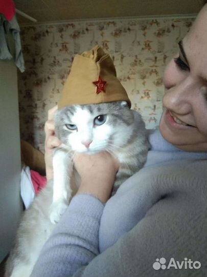 Кот на вязку